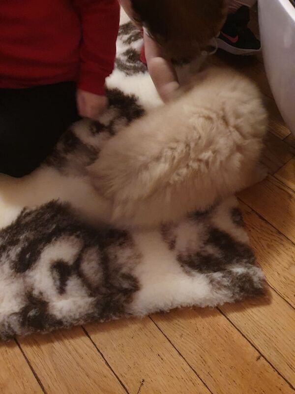 Pomeranian puppies for sale in Sherwood, Nottinghamshire – KC registered, 7 weeks old - Image 3 of 3