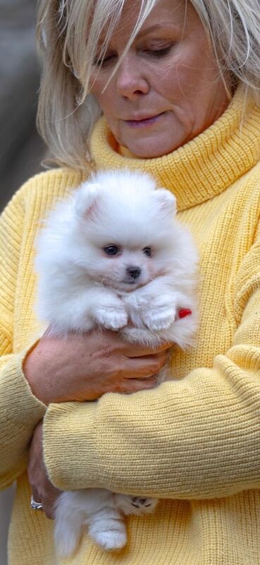 Pomeranian puppies for sale in Fulham, Greater London – KC registered, 12 months old - Image 1 of 3