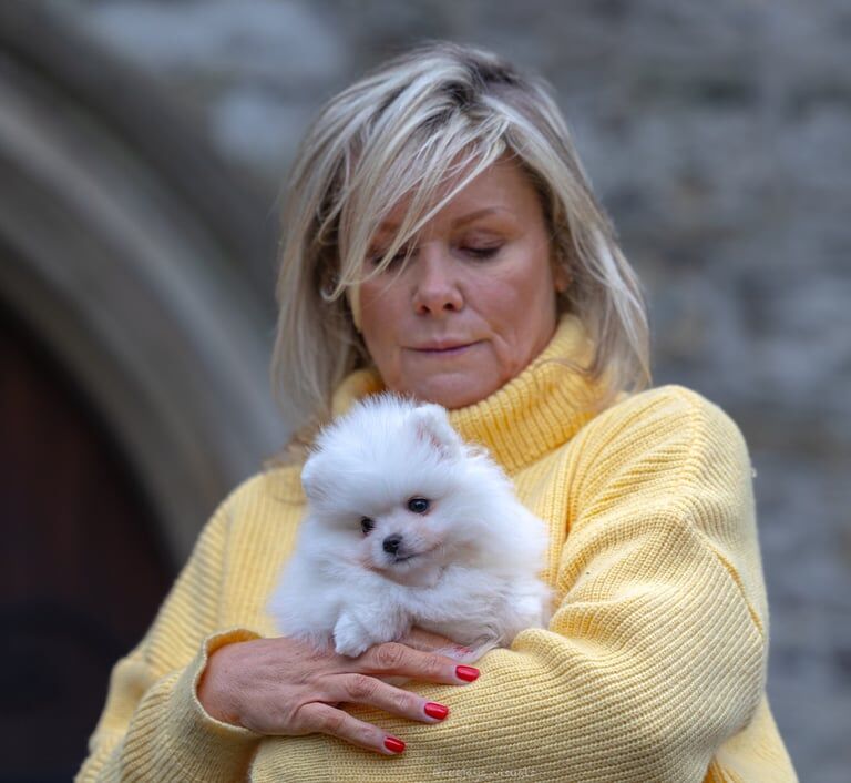 Pomeranian puppies for sale in Fulham, Greater London – KC registered, 12 months old - Image 2 of 3