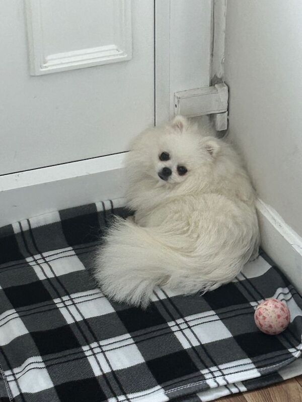 Pure white Pomeranian