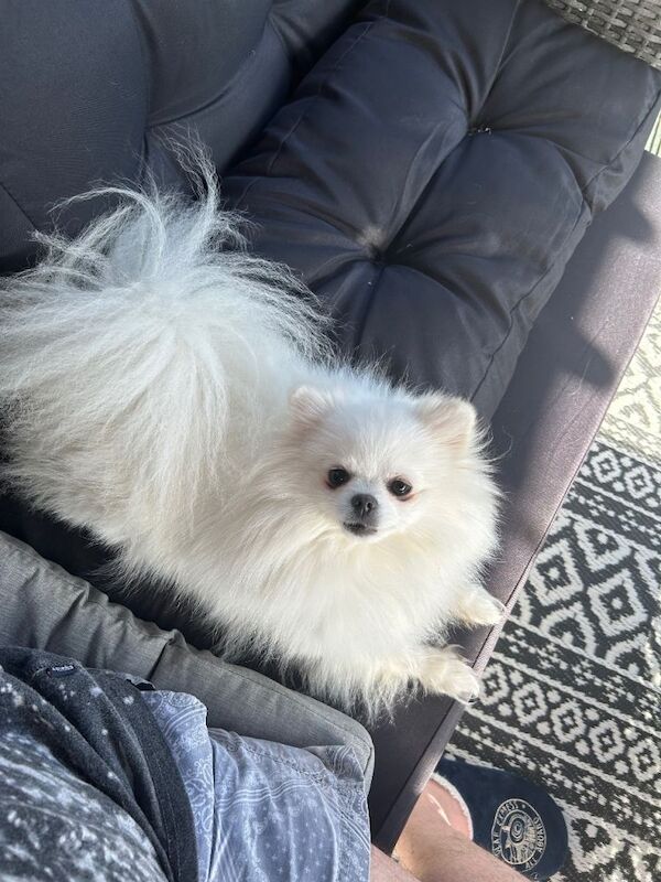 Pure white Pomeranian - Image 2 of 2