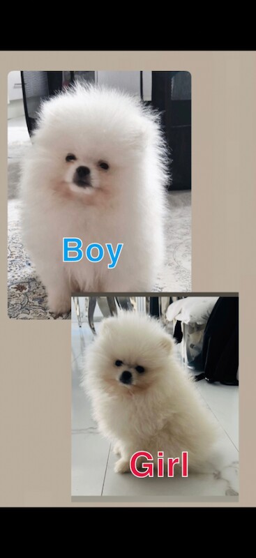 Pure white Pomeranian puppies