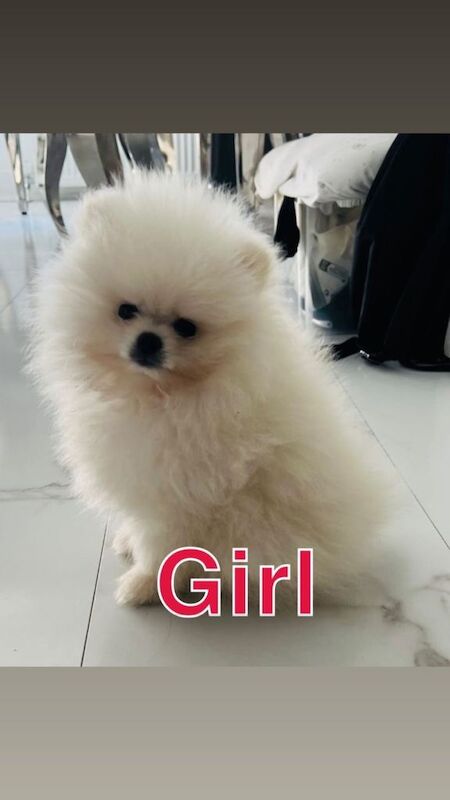 Pure white Pomeranian puppies - Image 2 of 4