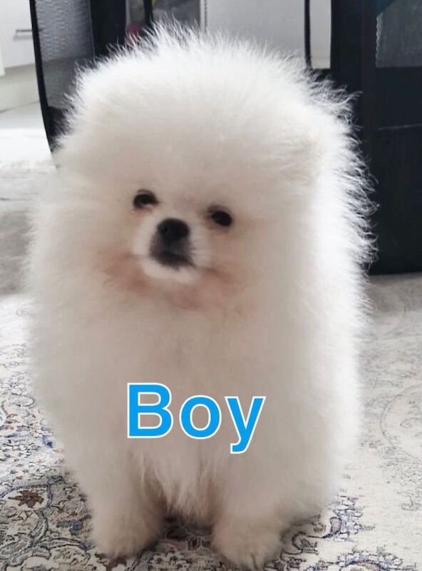 Pure white Pomeranian puppies - Image 3 of 4