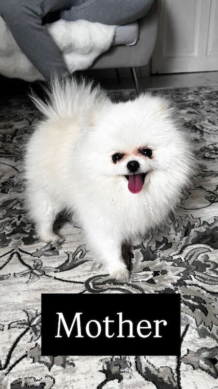 Pure white Pomeranian puppies - Image 4 of 4