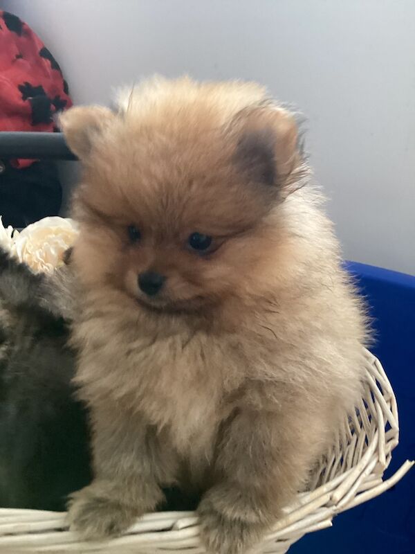 Pomeranian puppies for sale in East Sussex – KC registered, 8 weeks old