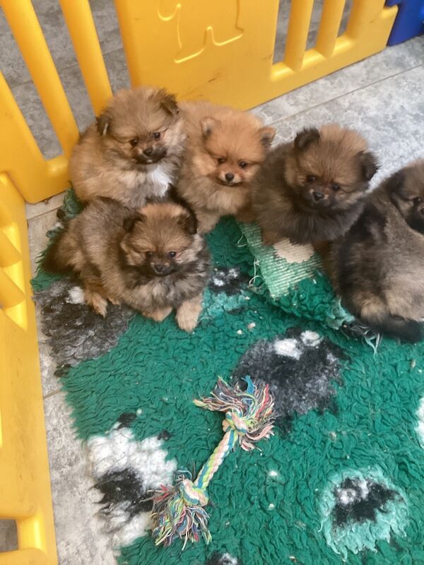 Pomeranian puppies for sale in East Sussex – KC registered, 8 weeks old - Image 2 of 3