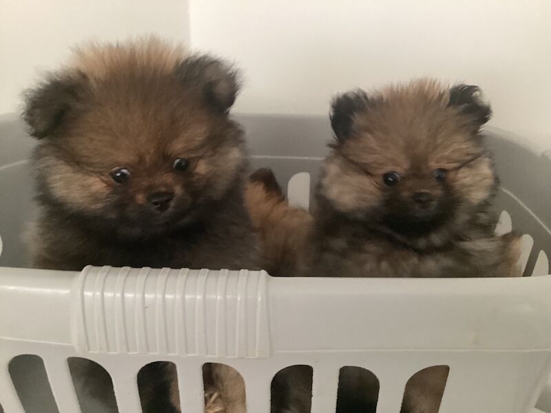 Pomeranian puppies for sale in East Sussex – KC registered, 8 weeks old - Image 3 of 3
