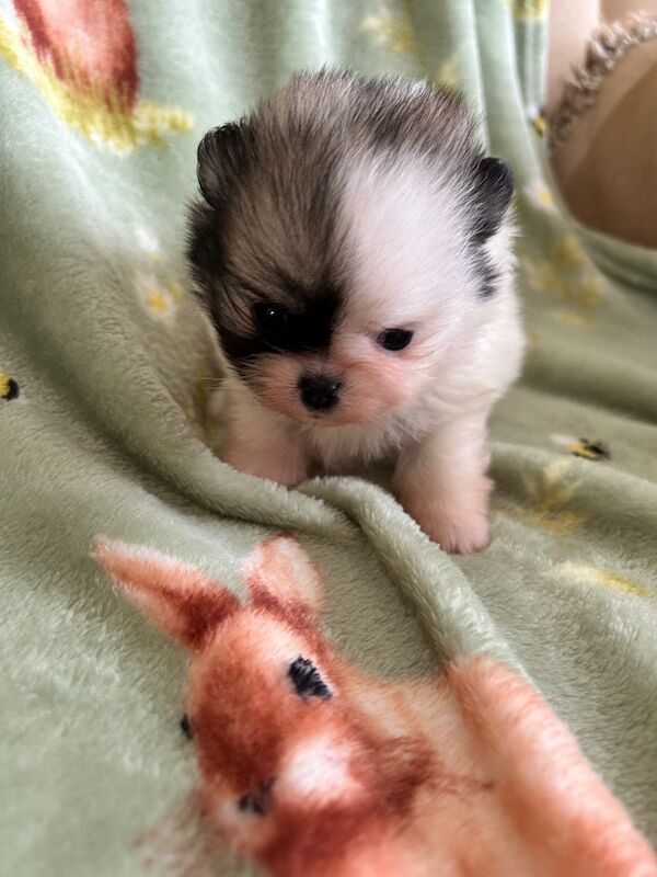 Pomeranian Puppies For Sale