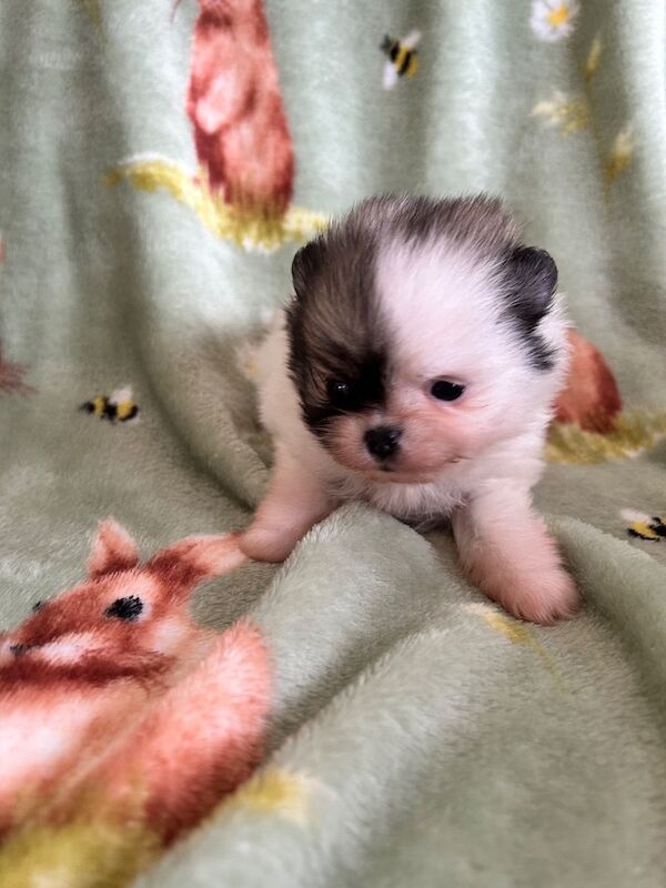 Rainbow litter - Image 2 of 6