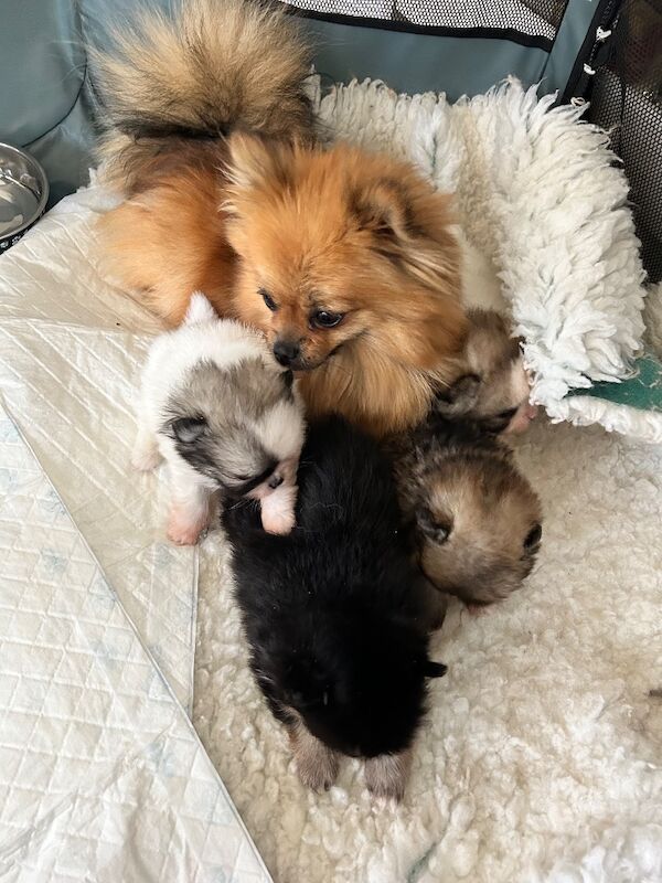 Rainbow litter - Image 4 of 6