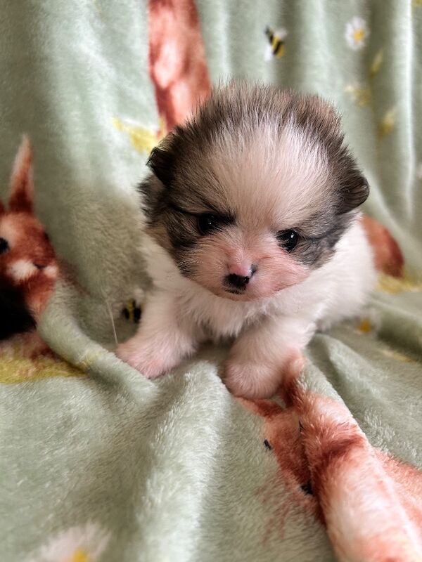 Rainbow litter - Image 5 of 6