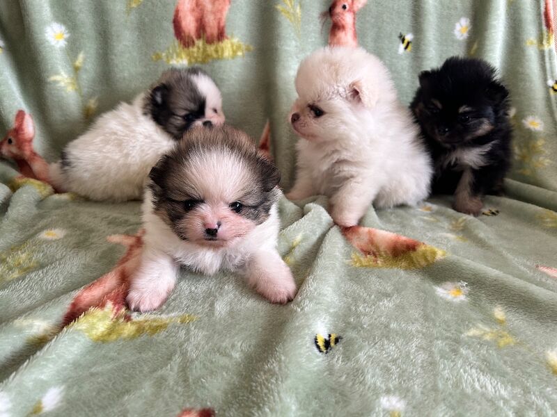 Rainbow litter - Image 6 of 6