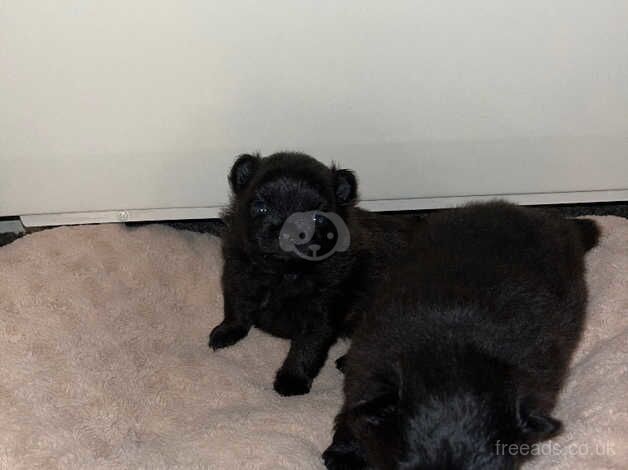 Pomeranian puppies for sale in Leeds, West Yorkshire – 1 year old - Image 2 of 4