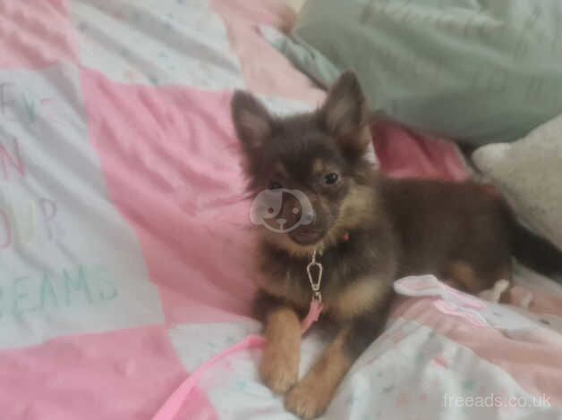Pomeranian puppies for sale in Denbigh / Dinbych, Clwyd – 2 years old - Image 2 of 2