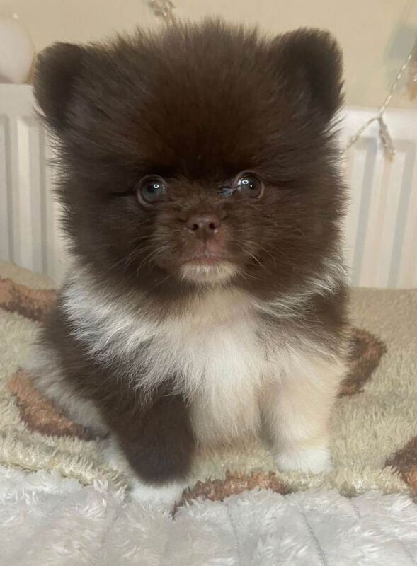 Rare Chocolate/ White Teddy Pomeranians - Imported...
