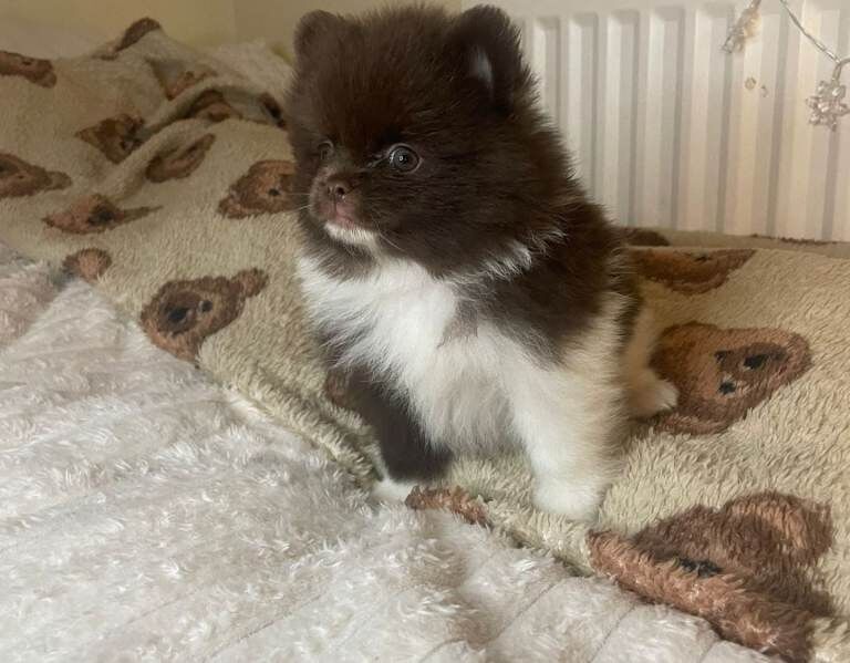 Pomeranian puppies for sale in Antrim, County Antrim – KC registered, 9 weeks old - Image 2 of 4