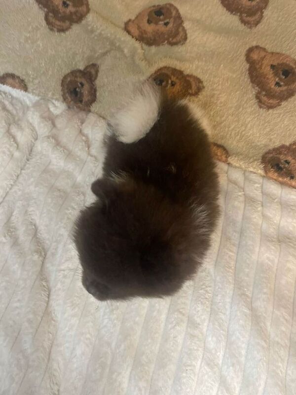 Pomeranian puppies for sale in Antrim, County Antrim – KC registered, 9 weeks old - Image 3 of 4