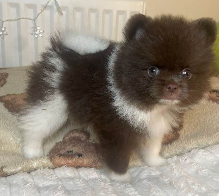 Pomeranian puppies for sale in Antrim, County Antrim – KC registered, 9 weeks old - Image 4 of 4