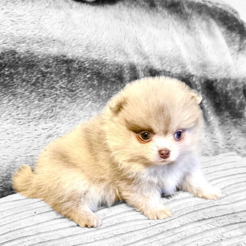 Pomeranian puppies for sale in Sheffield, South Yorkshire – KC registered, 6 weeks old