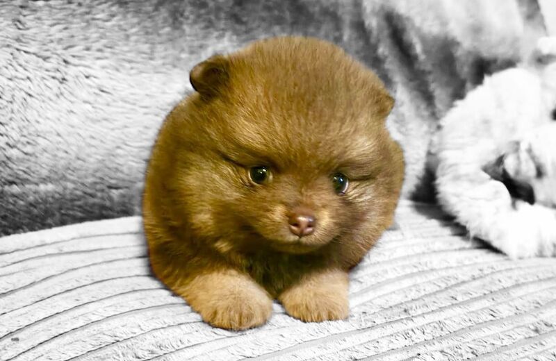 Pomeranian puppies for sale in Sheffield, South Yorkshire – KC registered, 6 weeks old - Image 2 of 15