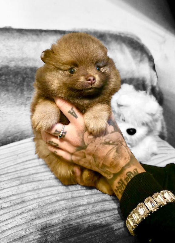 Pomeranian puppies for sale in Sheffield, South Yorkshire – KC registered, 6 weeks old - Image 3 of 15