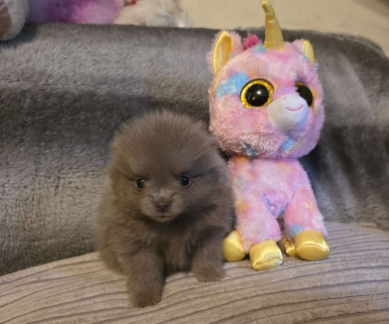 Pomeranian puppies for sale in Sheffield, South Yorkshire – KC registered, 6 weeks old - Image 5 of 15