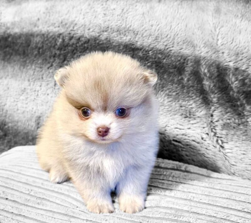 Pomeranian puppies for sale in Sheffield, South Yorkshire – KC registered, 6 weeks old - Image 6 of 15