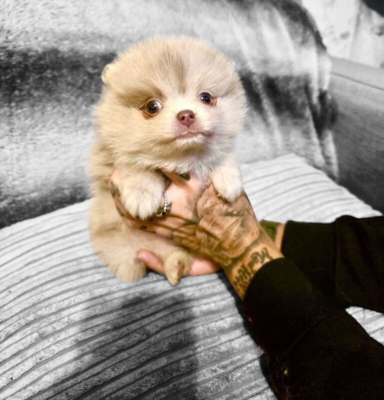 Pomeranian puppies for sale in Sheffield, South Yorkshire – KC registered, 6 weeks old - Image 7 of 15