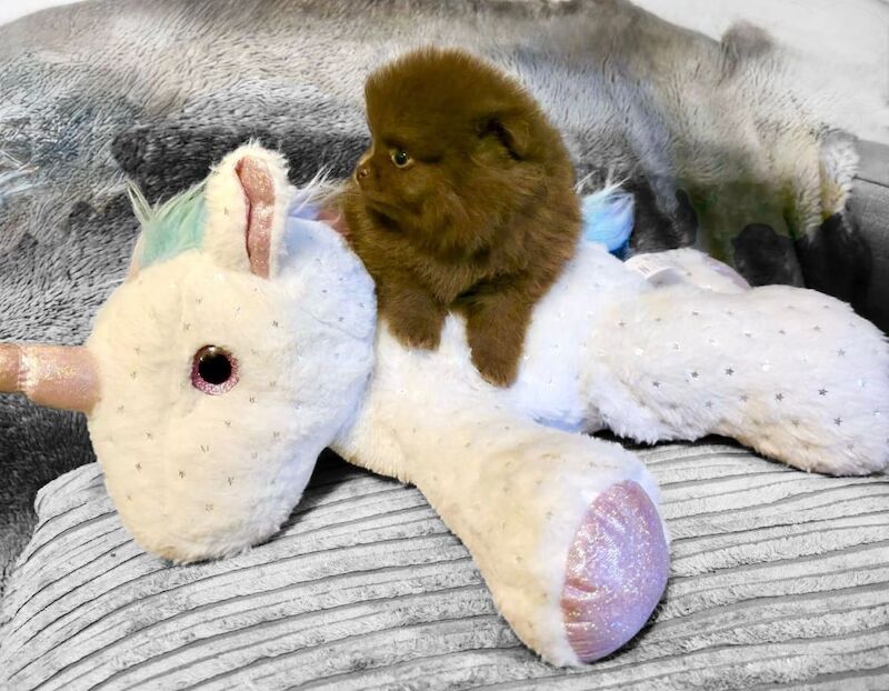 Pomeranian puppies for sale in Sheffield, South Yorkshire – KC registered, 6 weeks old - Image 8 of 15