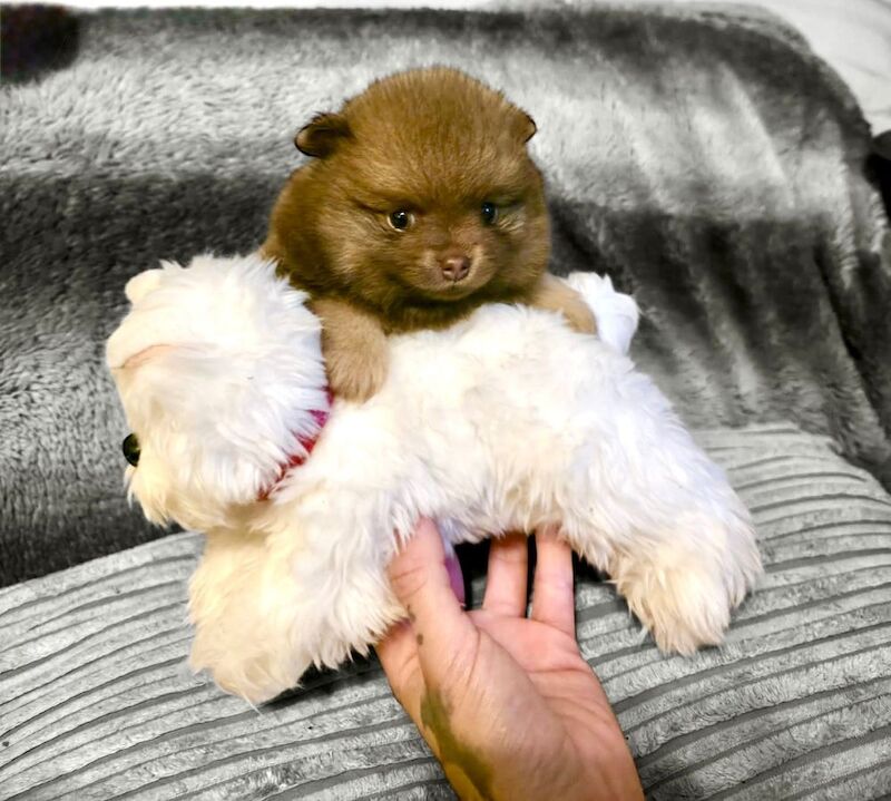 Pomeranian puppies for sale in Sheffield, South Yorkshire – KC registered, 6 weeks old - Image 9 of 15