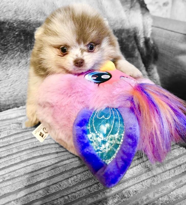 Pomeranian puppies for sale in Sheffield, South Yorkshire – KC registered, 6 weeks old - Image 10 of 15