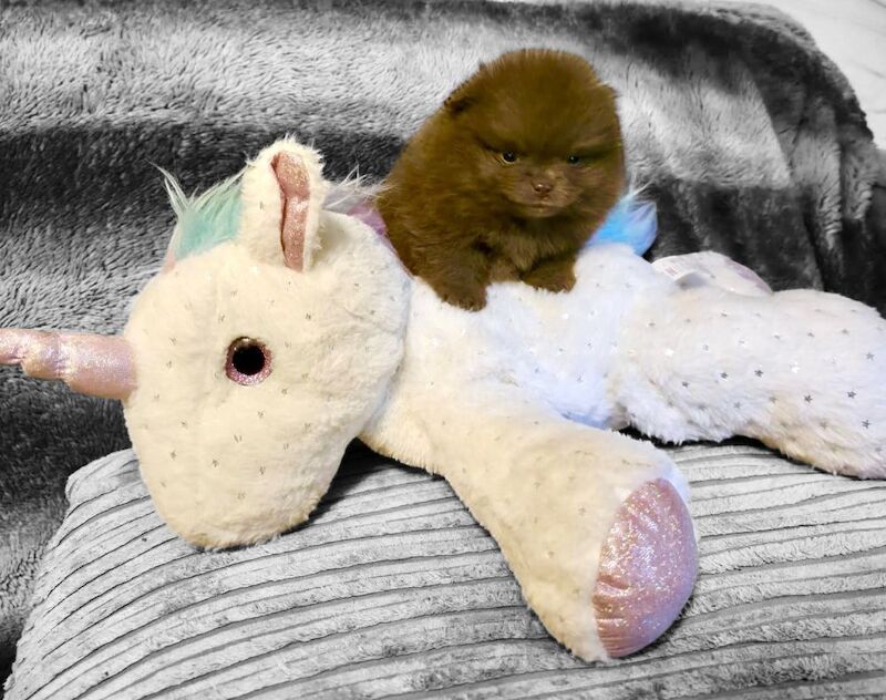 Pomeranian puppies for sale in Sheffield, South Yorkshire – KC registered, 6 weeks old - Image 11 of 15