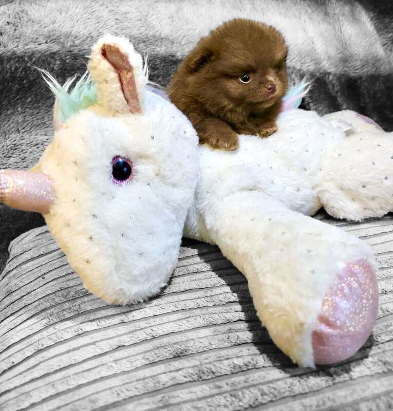 Pomeranian puppies for sale in Sheffield, South Yorkshire – KC registered, 6 weeks old - Image 12 of 15