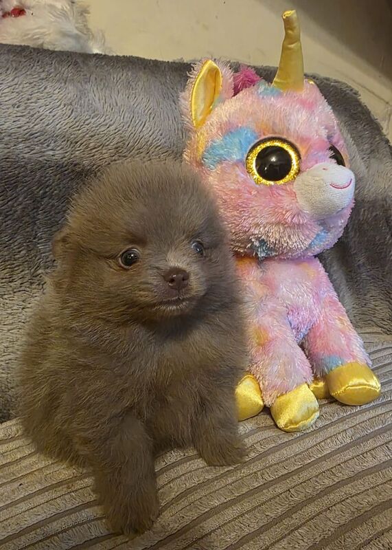 Pomeranian puppies for sale in Sheffield, South Yorkshire – KC registered, 6 weeks old - Image 13 of 15