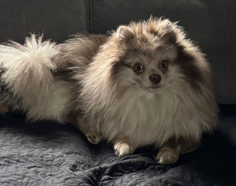 Pomeranian puppies for sale in Sheffield, South Yorkshire – KC registered, 6 weeks old - Image 14 of 15