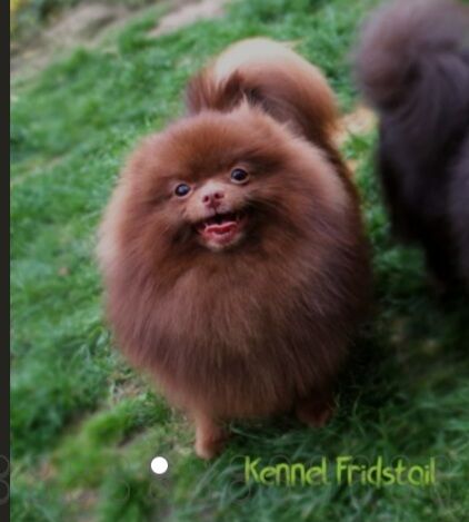Pomeranian puppies for sale in Sheffield, South Yorkshire – KC registered, 6 weeks old - Image 15 of 15