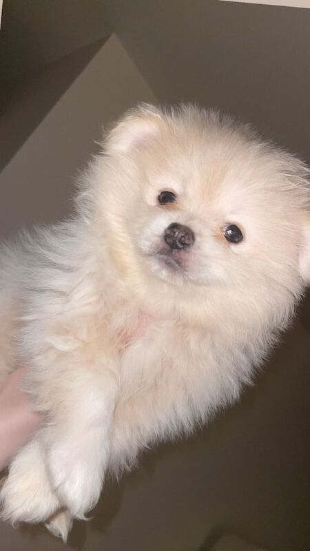 Rare Mix Breed !! PomAPug Cutest Puppies Ready Now for sale in Cricklewood, Greater London | Image 3