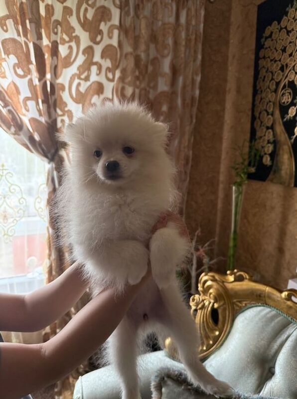 Rare Pomeranian Spitz, two girls and one boy left for sale in London, Greater London | Image 2