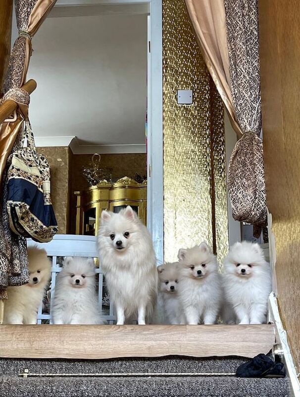 Rare Pomeranian Spitz, two girls and one boy left for sale in London, Greater London | Image 3