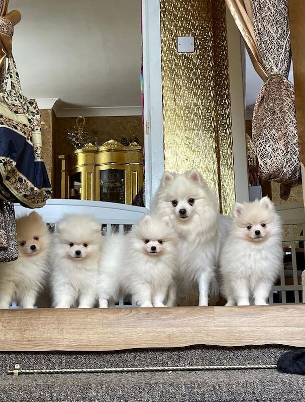 Rare Pomeranian Spitz, two girls and one boy left for sale in London, Greater London | Image 4