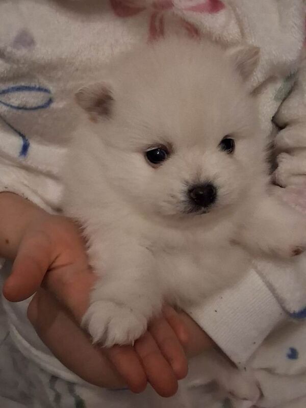 Pomeranian puppies for sale in Kimberley, Nottinghamshire – 5 weeks old