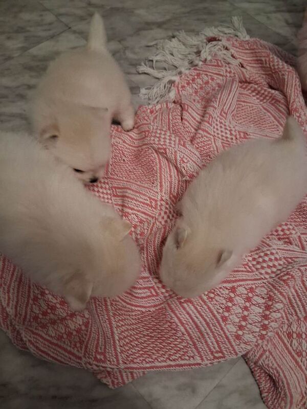 Pomeranian puppies for sale in Kimberley, Nottinghamshire – 5 weeks old - Image 3 of 5