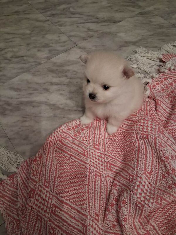 Pomeranian puppies for sale in Kimberley, Nottinghamshire – 5 weeks old - Image 4 of 5