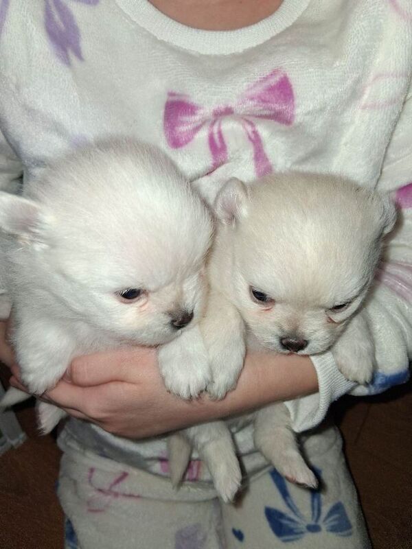 Pomeranian puppies for sale in Kimberley, Nottinghamshire – 5 weeks old - Image 5 of 5