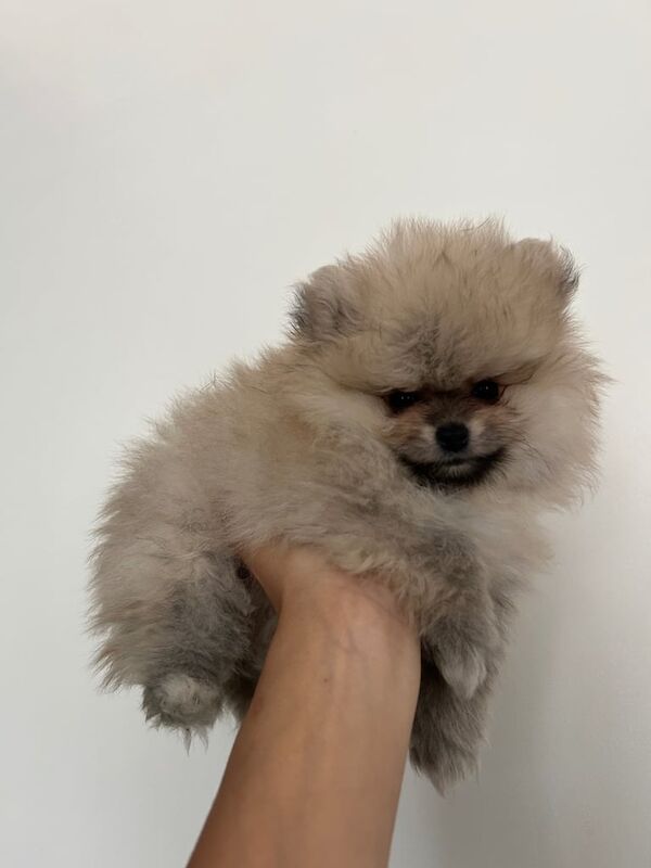 Pomeranian puppies for sale in Lewisham, Greater London – 8 weeks old