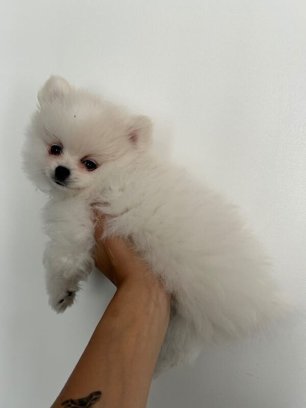 Pomeranian puppies for sale in Lewisham, Greater London – 8 weeks old - Image 2 of 3