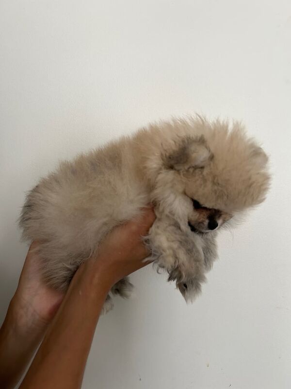 Pomeranian puppies for sale in Lewisham, Greater London – 8 weeks old - Image 3 of 3
