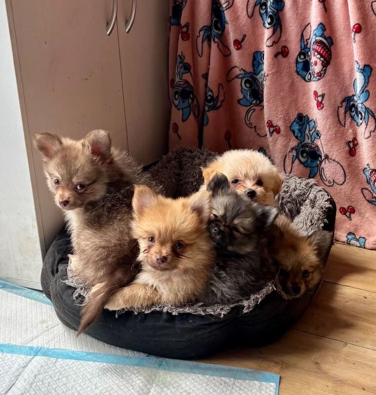 Ready now, Just 3 Gorgeous Pomchi Puppies left