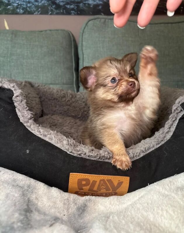 Ready now, Just 3 Gorgeous Pomchi Puppies left - Image 2 of 5